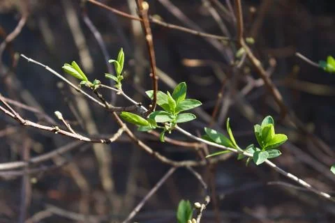Spring green leaves of a tree on a background of brown branches, a symbol of new Stock Photos