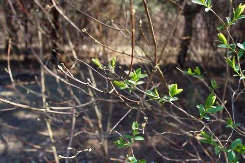 Spring green leaves of a tree on a background of brown branches, a symbol of Stock Photos