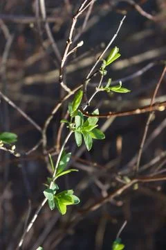 Spring green leaves of a tree on a background of brown branches, a symbol of Stock Photos