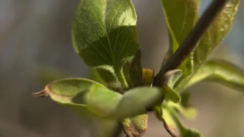 Spring Green Leaves On Tree Stock Footage 239376000