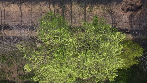 Spring green leaves trees ascending 스톡 동영상 151671246