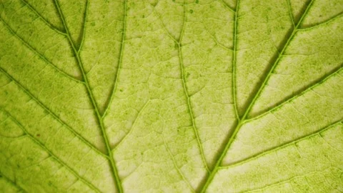 Spring Green Macro Leaf Natural Texture Background Видео 131709461