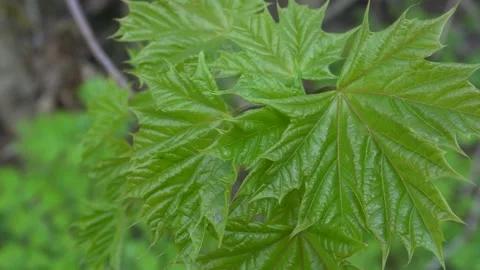 Spring green maple leaves in cloudy weather. 4k Stock Footage 135429804