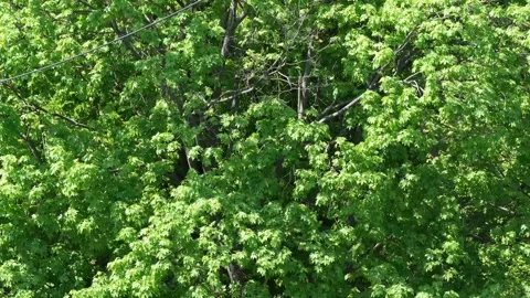 Spring Green Maple Leaves Time-lapse in 8K Resolution Stock Footage 334320647