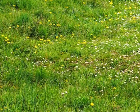Spring green meadow backdrop Stock Photos