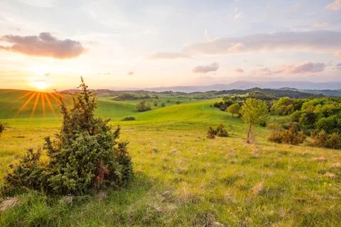 Spring green meadow Stock Photos