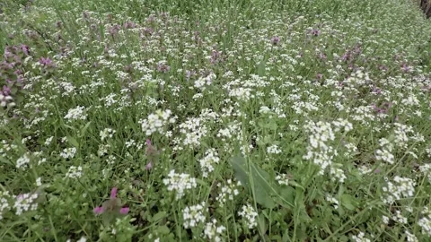 Spring green meadow with small white flowers in Europe Video stock 305401115