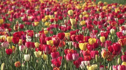 Spring Green Meadow With Tulips 스톡 동영상 54182426