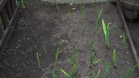 Spring green onion on the bed. Close up 库存影片 75687592
