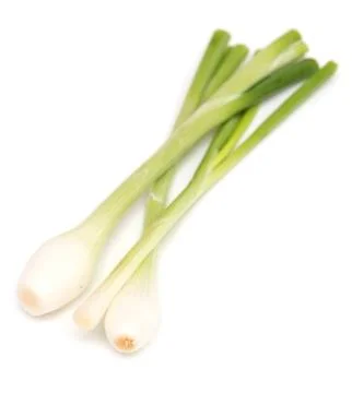 Spring green onion Stock Photos
