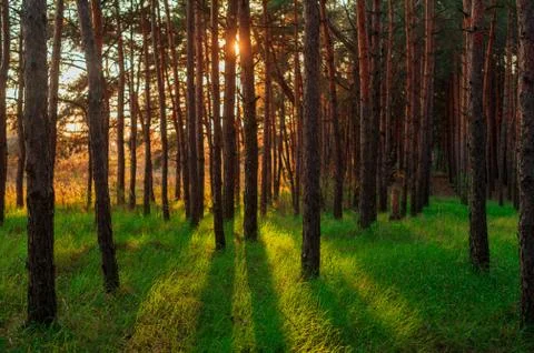 Spring green pine forest at sunset time. Stock Photos