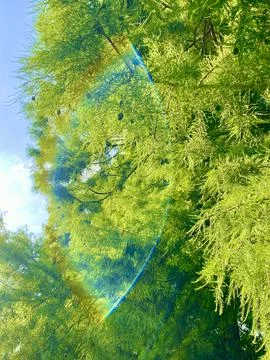 Spring green pine tree with cones covered with bright and warm sun glare Stock Photos