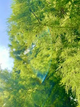Spring green pine tree with cones covered with bright and warm sun glare Stock Photos