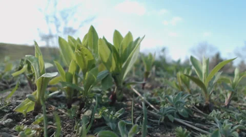 Spring green plants, battered by wind Stock Footage 36937980