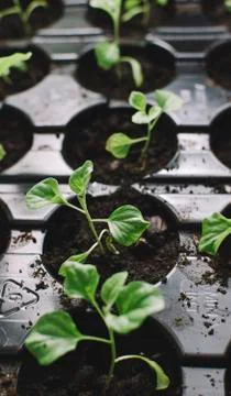 Spring Green Plants Foto stock