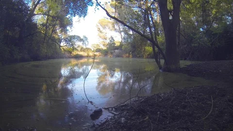 Spring green pollen covering the water pond Stock Footage 107281175