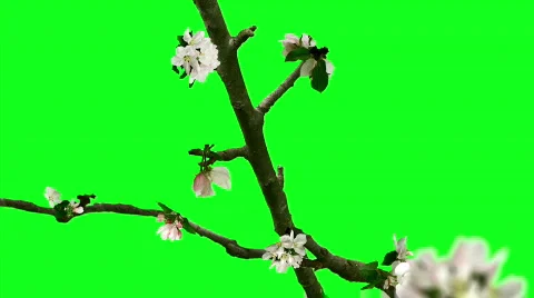 Spring Green screen Stock Footage 848925
