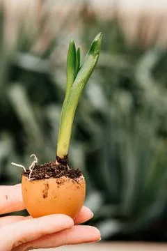 Spring green sprout in an egg shell, easter concept Stock Photos