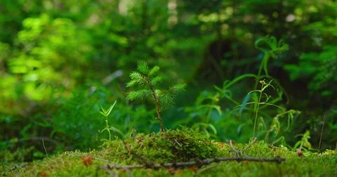 Spring green sprout pine tree in the sunlight. Planting young small trees Stock Photos