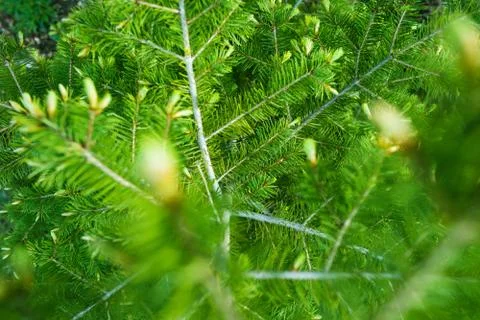 Spring green spruce branches closeup photo. 库存照片