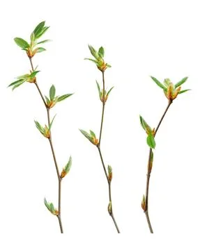 Spring green tree branch isolated on white background with clipping path. Stock Photos