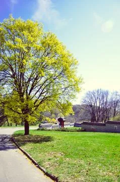 Spring green tree ith yellow flowers Stock Photos