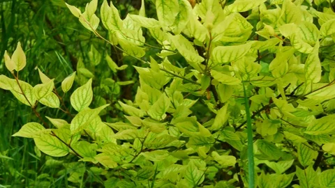 Spring Green Tree Leaves, Fast Pan Stock Footage 89685022