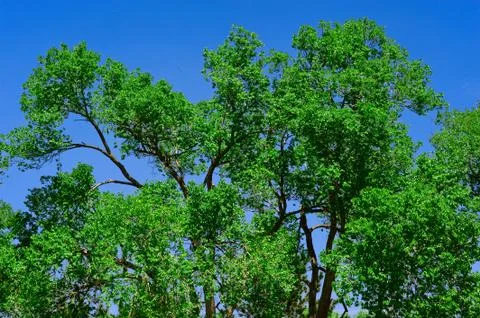 Spring Green Trees Stock Photos