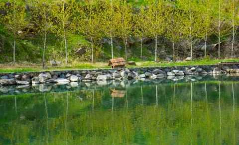 Spring green trees reflection in the lake Stockfoto's