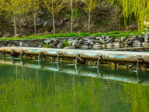 Spring green trees reflection in the lake Stock Photos