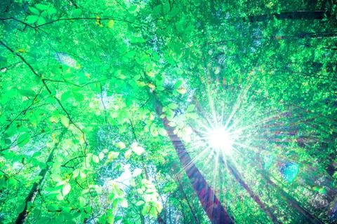 Spring green view of forest with sunlight Stock Photos