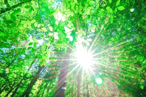 Spring green view of forest with sunlight Stock Photos