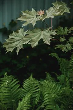 Spring greenery in the forest Foto stock