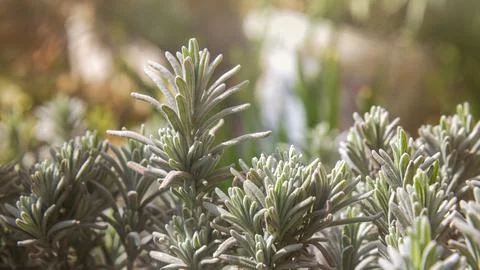 Spring greenery in the morning light. Background photo, selective focus Stock Photos