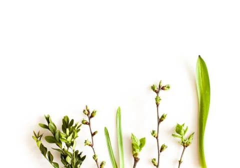 Spring greenery plants Stock Photos