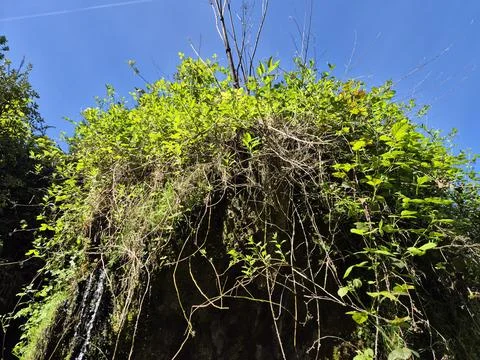 Spring greenery on shrub and tree branches under blue sky 库存照片