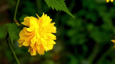 Spring. Greenery. Spring flowers. Green Park. Sakura.000000451 Stock-Footage 187101790