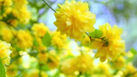 Spring. Greenery. Spring flowers. Green Park. Sakura.000000451 Stock Footage 187101839