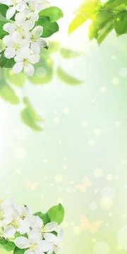 Spring greenery with warm light rays creating tranquil scene. Stock Photos