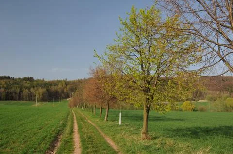 The spring greening. Stock Photos