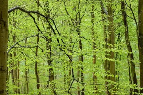 Spring Greens Stock Photos