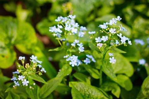 Spring greens 스톡 사진