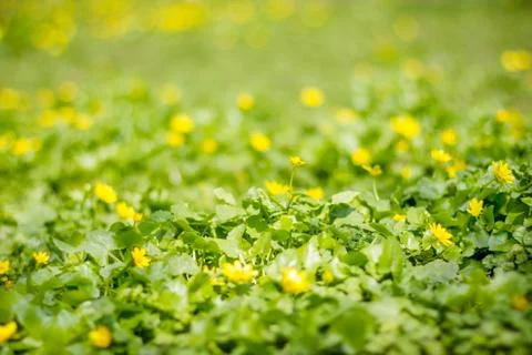 Spring greens 스톡 사진