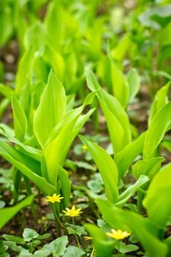 Spring greens Foto stock