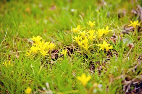 Spring greens 스톡 사진