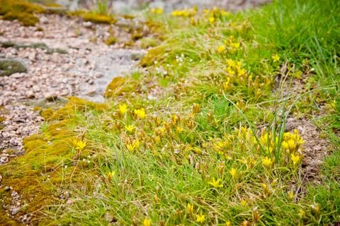 Spring greens 스톡 사진