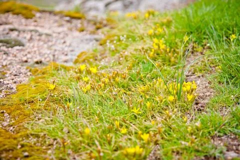 Spring greens 스톡 사진