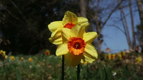 Spring greeting Stock Footage