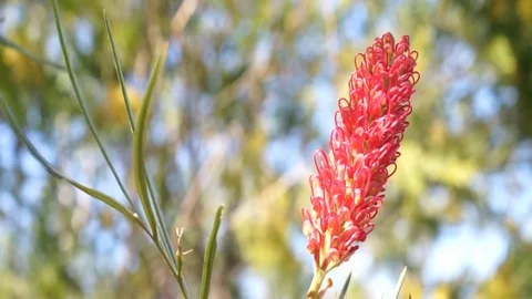 Spring Grevillea flower swaying in the wind Stock Footage 79016732