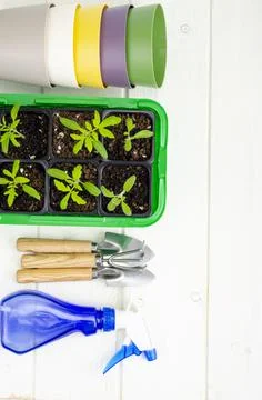 Spring growing vegetable seedlings in container, organic farming concept. Stock Photos